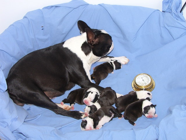 du Comte d'Orval - Boston Terrier - Portée née le 06/10/2010
