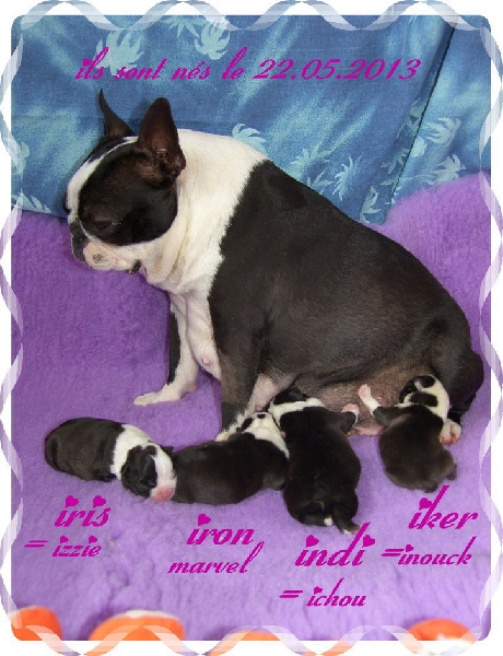 du Comte d'Orval - Boston Terrier - Portée née le 22/05/2013