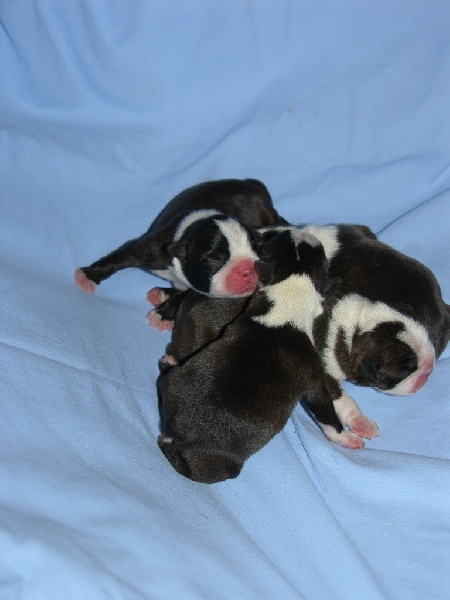 du Comte d'Orval - Boston Terrier - Portée née le 04/10/2011