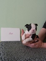 du Comte d'Orval - Boston Terrier - Portée née le 02/04/2021