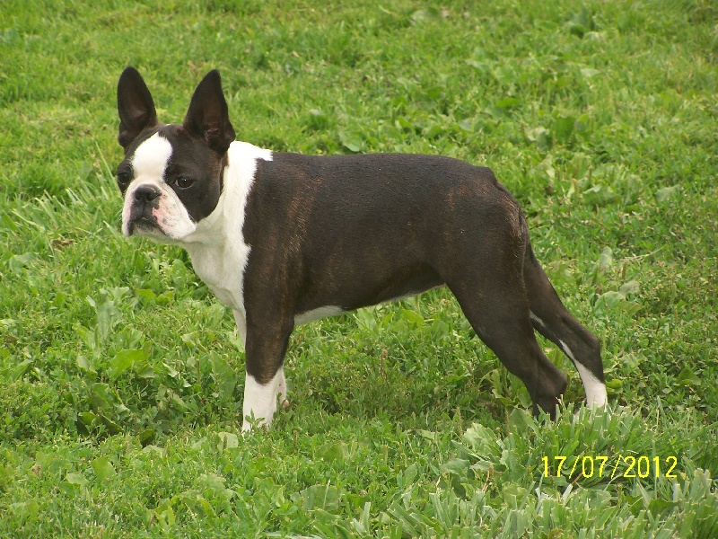 Haltesse du Comte d'Orval