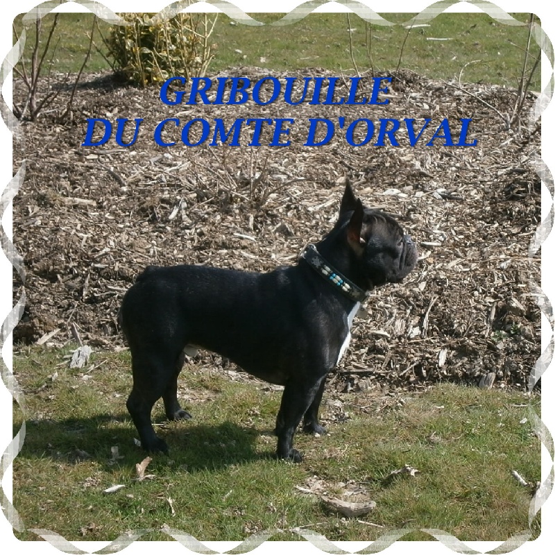 Garry dit gribouille du Comte d'Orval