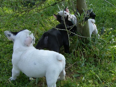 du Comte d'Orval - nouvelles photos des chiots