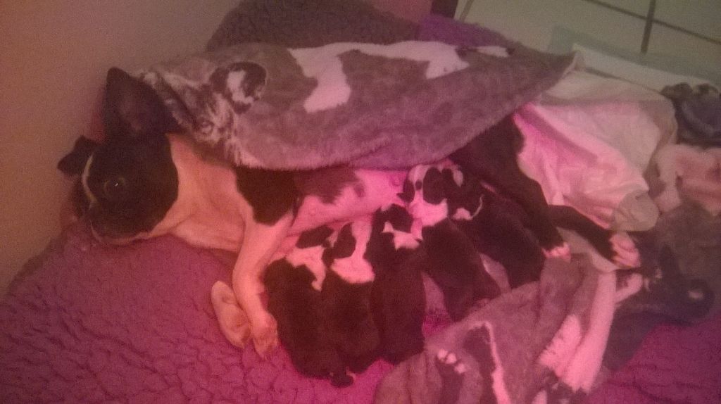chiot de MARQUISE ET DE MADE INE USA 2018