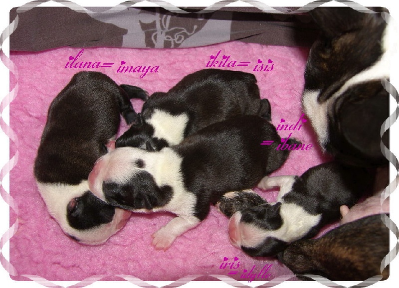 du Comte d'Orval - Boston Terrier - Portée née le 12/12/2013