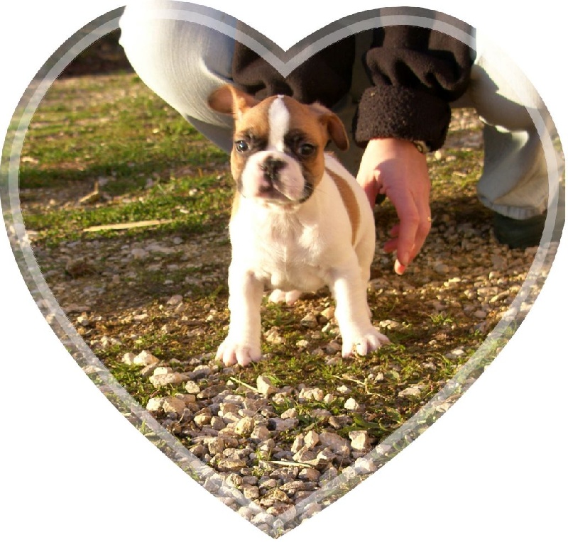 du Comte d'Orval - Bouledogue français - Portée née le 26/11/2014