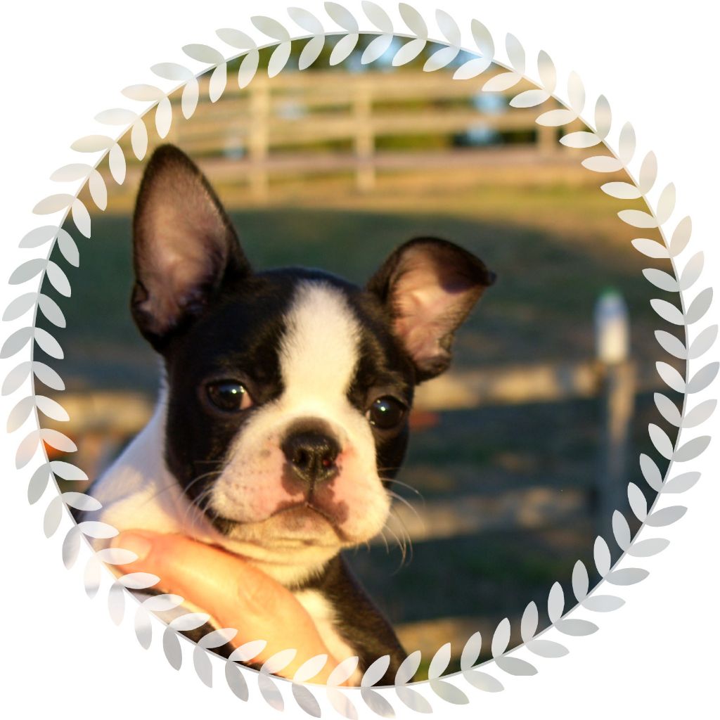 du Comte d'Orval - Boston Terrier - Portée née le 29/06/2018