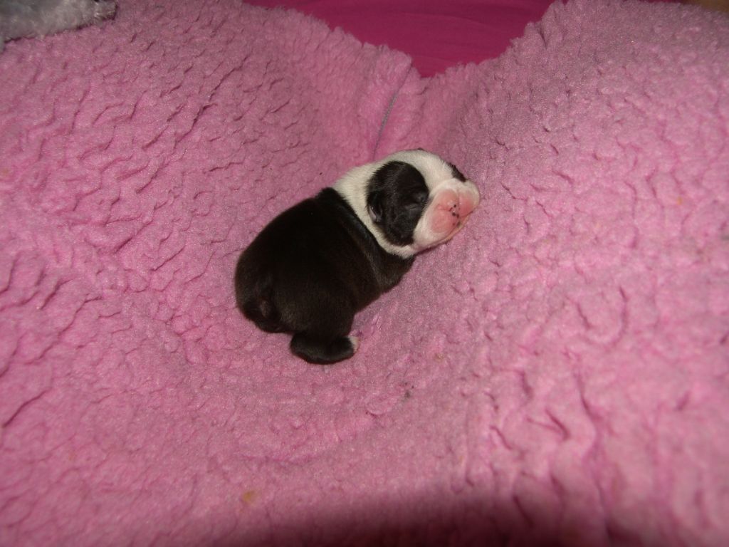 du Comte d'Orval - Boston Terrier - Portée née le 21/10/2020