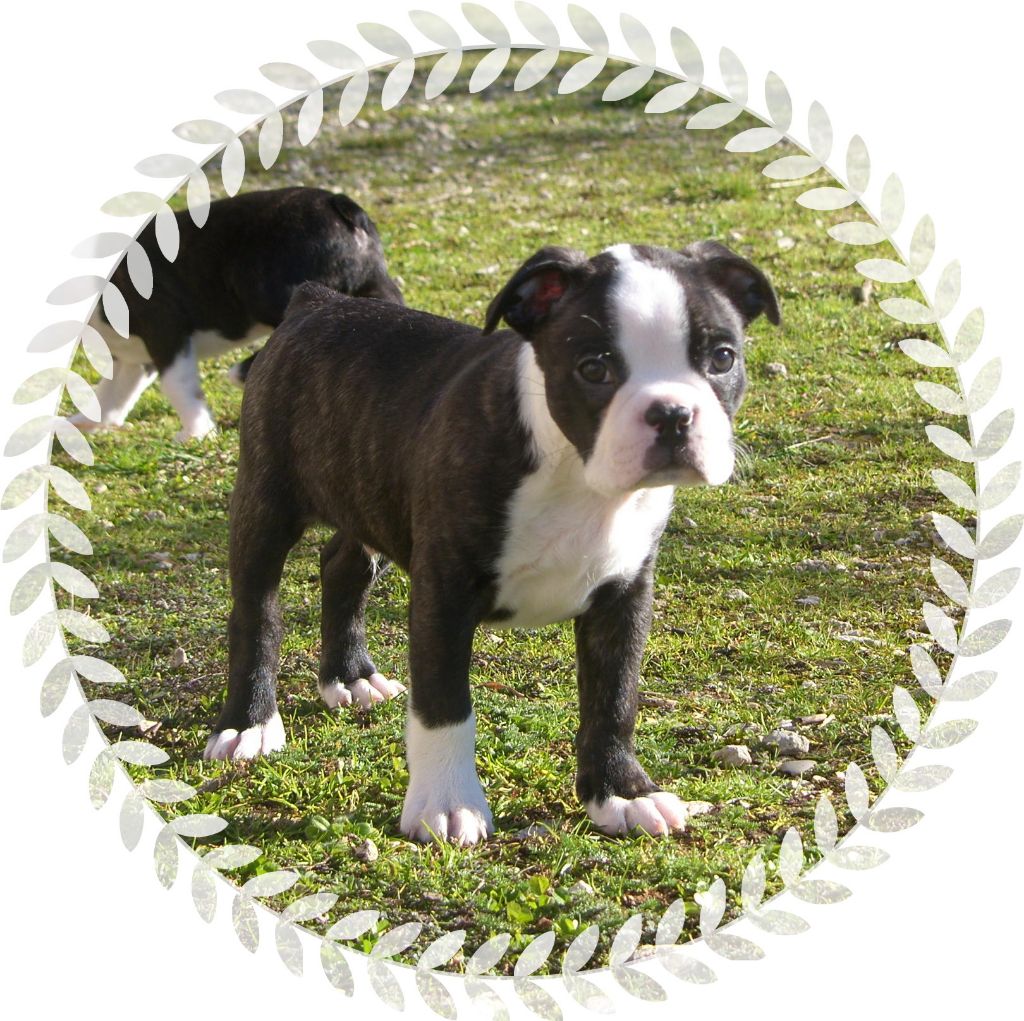du Comte d'Orval - Boston Terrier - Portée née le 20/12/2018