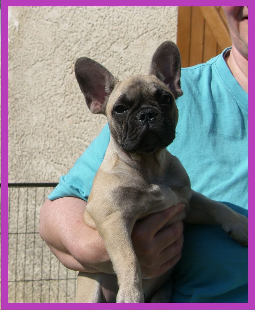 du Comte d'Orval - Chiots disponibles - Bouledogue français