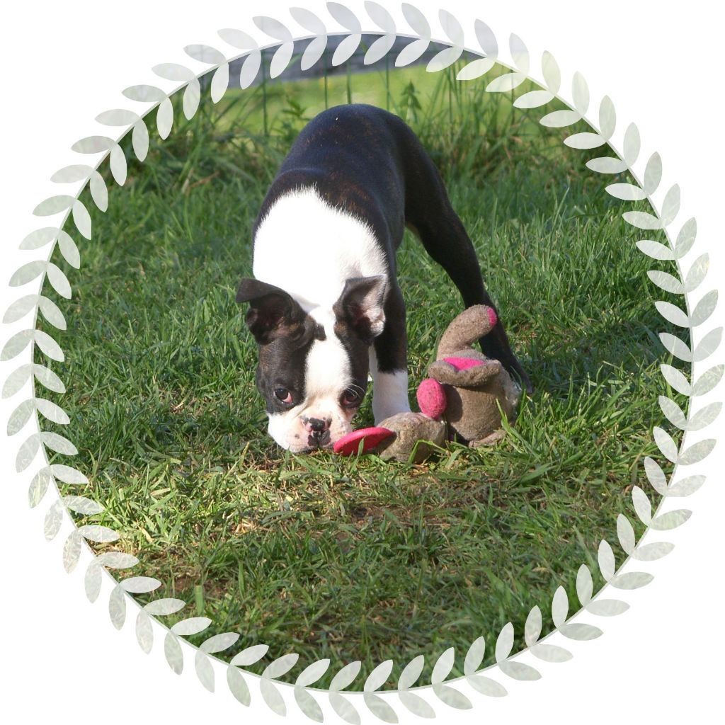 du Comte d'Orval - Boston Terrier - Portée née le 20/12/2018