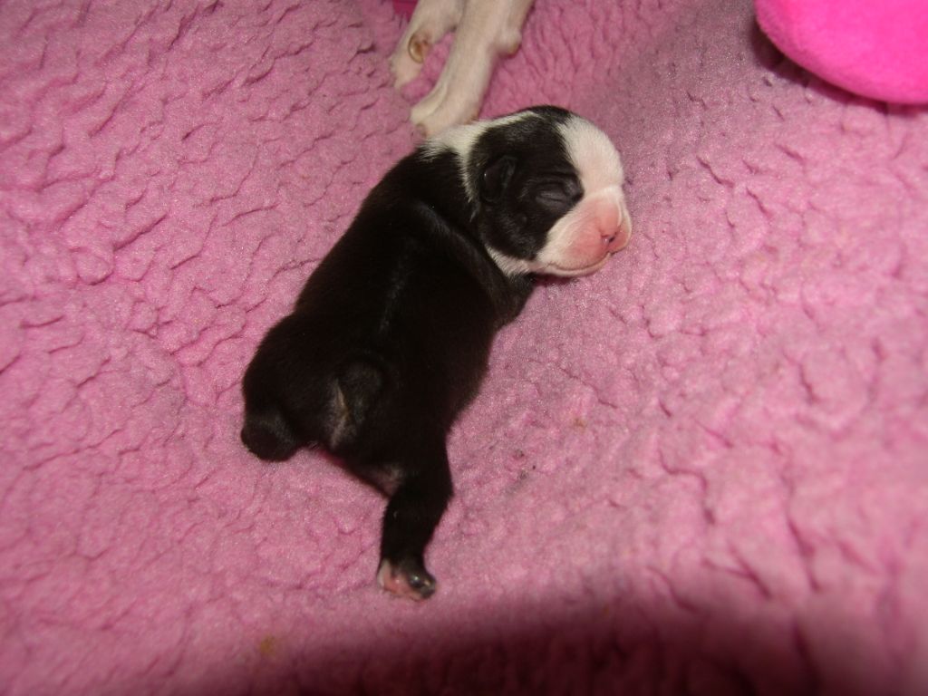 du Comte d'Orval - Boston Terrier - Portée née le 21/10/2020